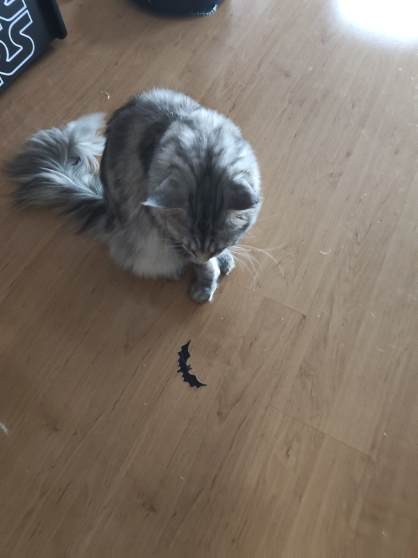 IMG 20251101 105622408