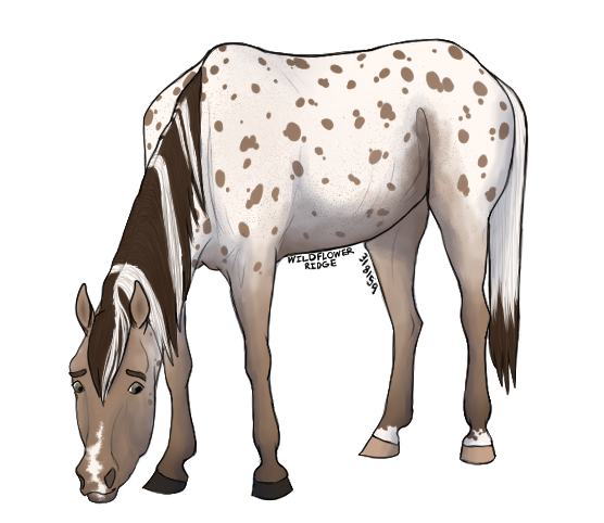 champagne-appaloosa.png