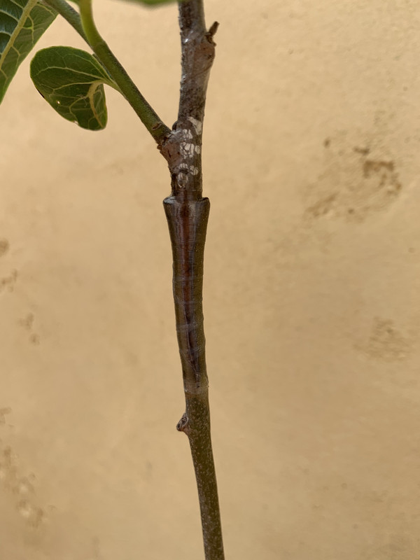 C424098F-6C9D-4B67-ADB1-3793D9499768