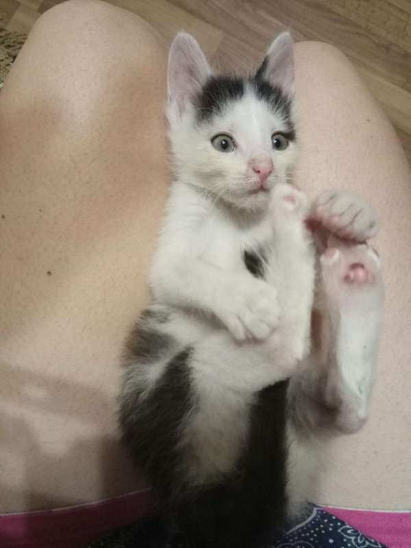 Котенок3