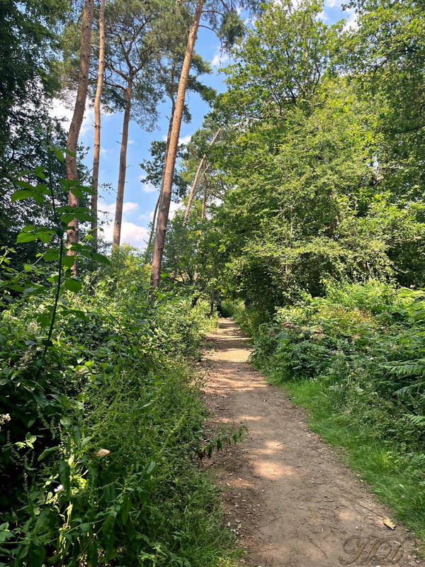 woodland-path-HD.jpg