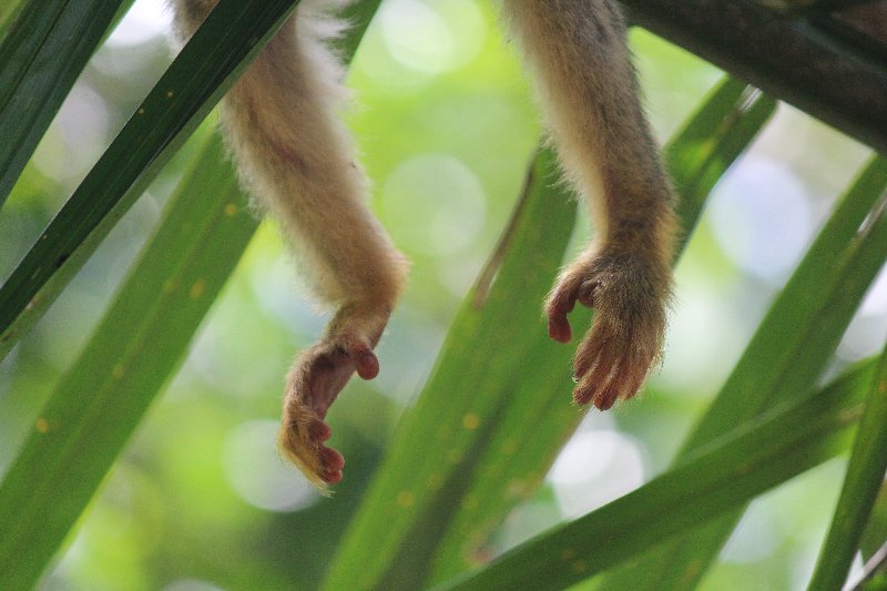 DE TORTUGAS Y PEREZOSOS. COSTA RICA 2019 - Blogs de Costa Rica - DIA 14: PARQUE DE MANUEL ANTONIO (22)