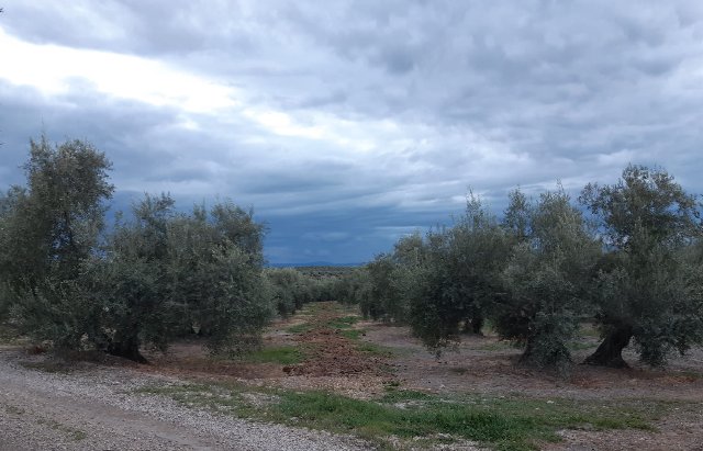 Seguimiento evolutivo finca de secano en Jaén - Página 2 3