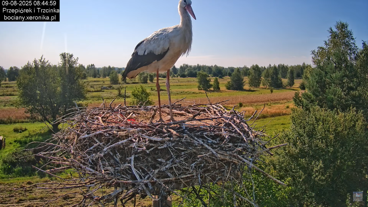09082025bociany9