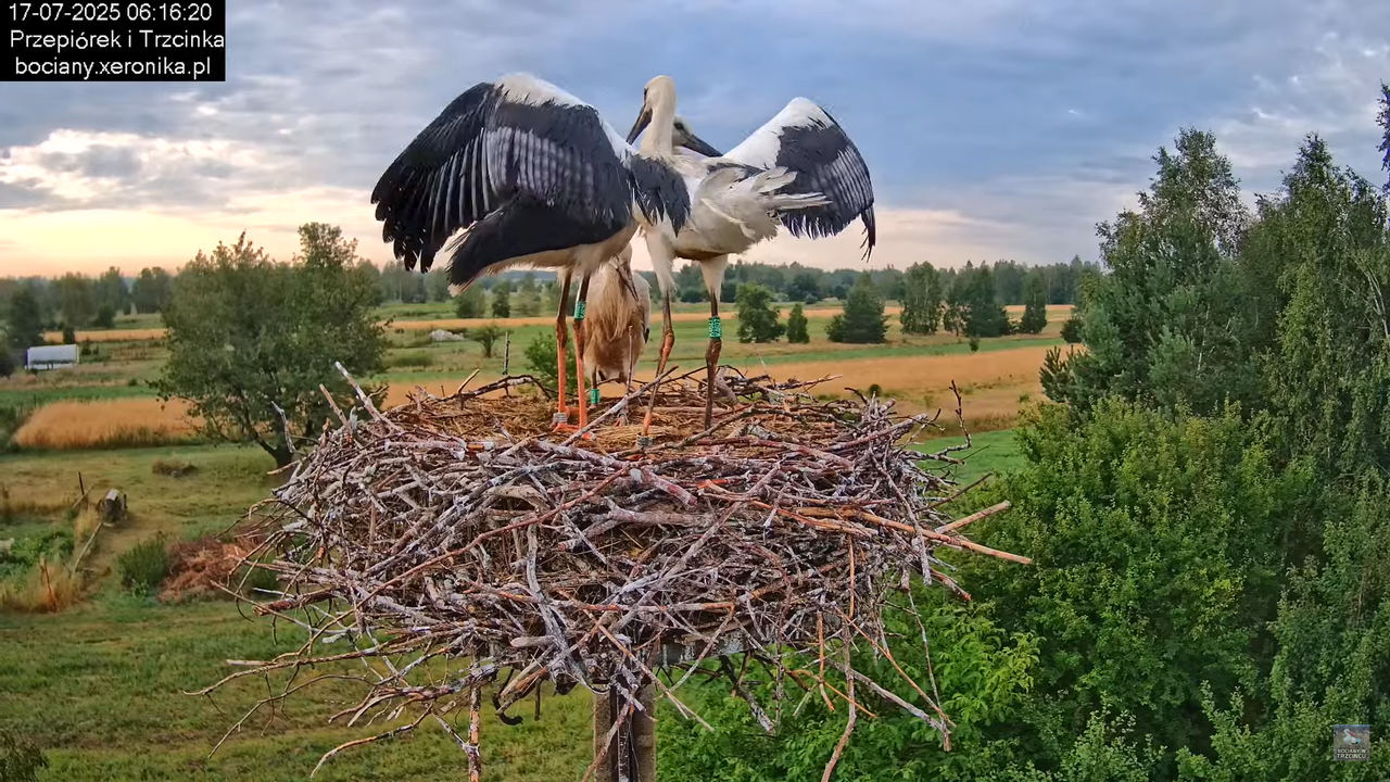 17072025bociany15