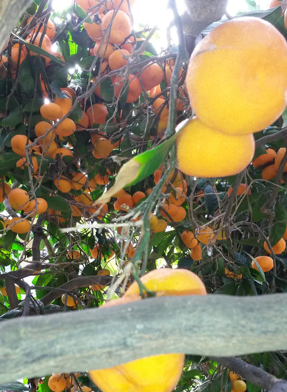 Mas-Sat-pic7(12-4-21)