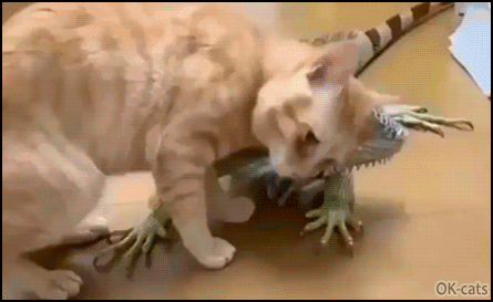 Amazing-Cat-GIF-Funny-cat-got-a-new-friend-and-a-new-scratch-pad-with-a-big-lizard.gif