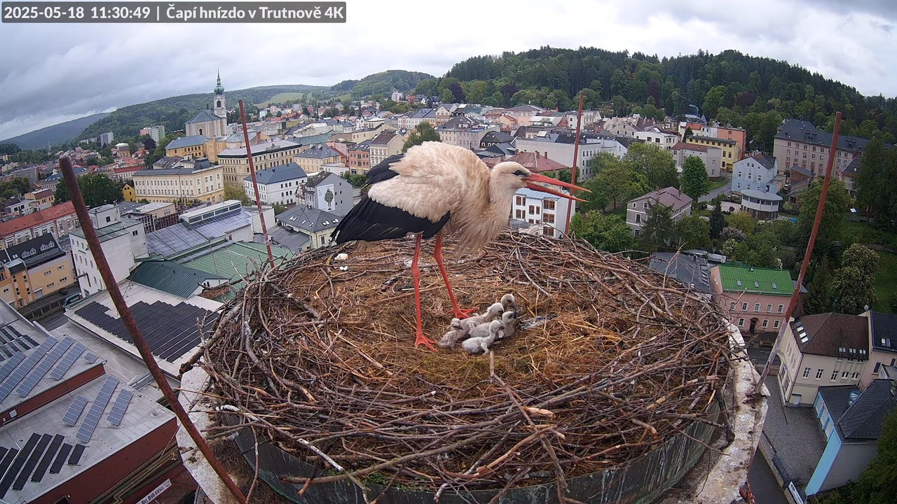 Tiešraide no stārķa ligzdas uz alus darītavas skursteņa Trutnovā 12-11-55 screenshot