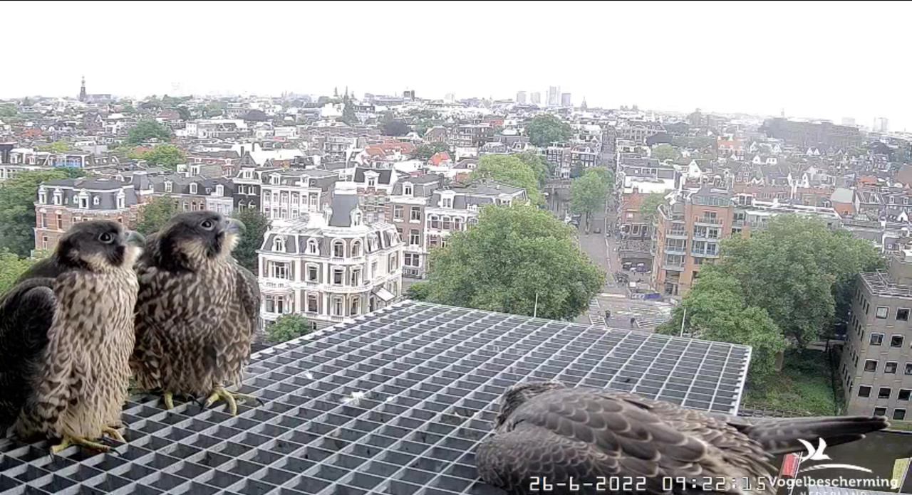 Amsterdam/Rijksmuseum screenshots © Beleef de Lente/Vogelbescherming Nederland - Pagina 33 Video-2022-06-26-092517-Moment-3