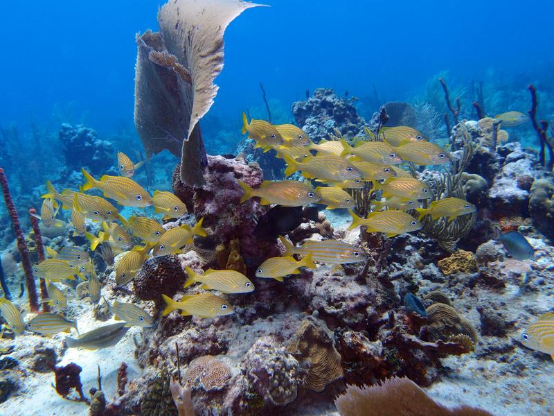 Excursión a isla Catalina - República Dominicana - Foro Punta Cana y República Dominicana