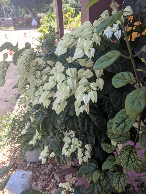 [Image: IMG-20190623-125051.jpg]