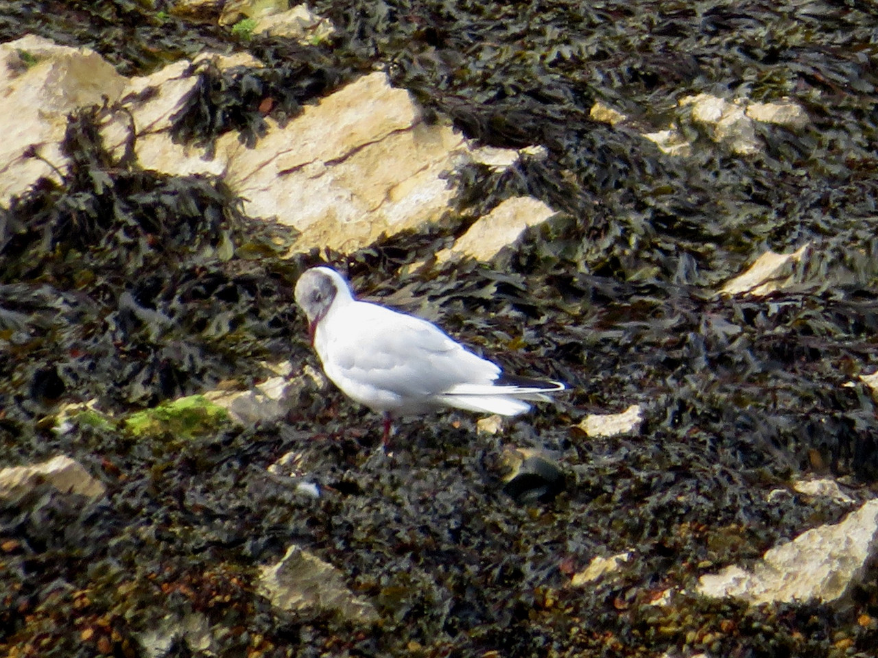 Black-headed gull