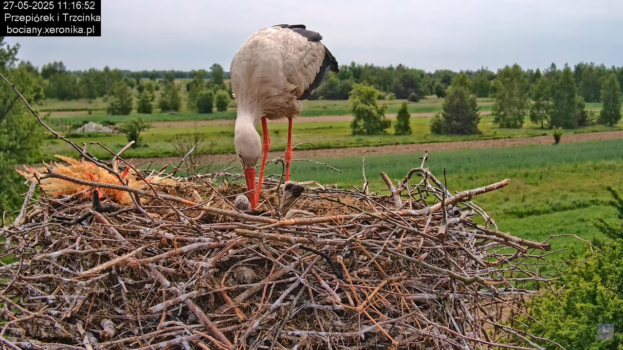 27052025bociany37