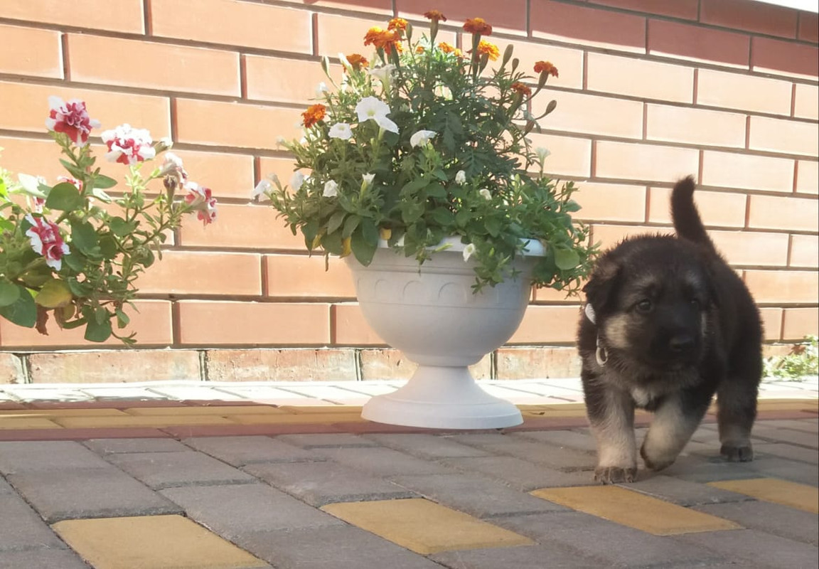 Серая ходит