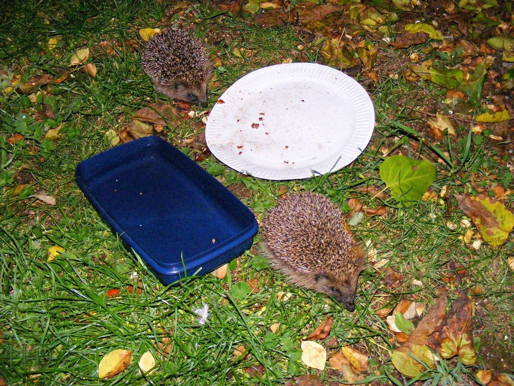 hedgehog-51-HD.jpg