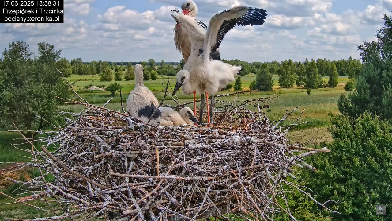 17062025bociany44
