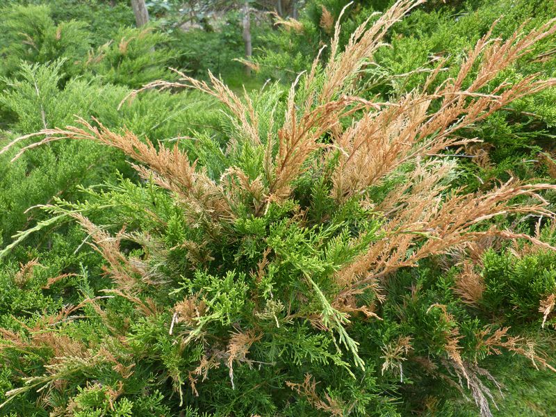 2014-05-04 Wacholder2