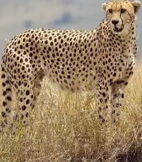 Cheetah