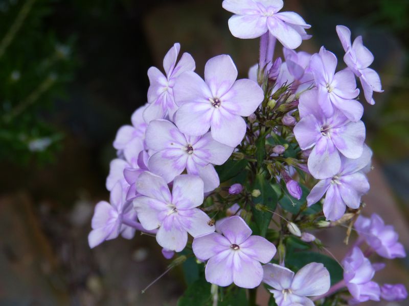 2014-10-13 Phloxsämling 2