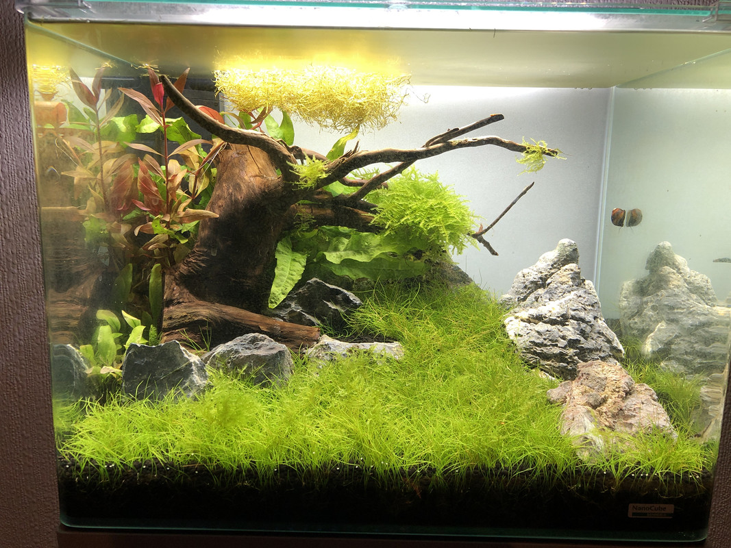 Went with frosted instead of black or blue for the back glass. r/Aquariums