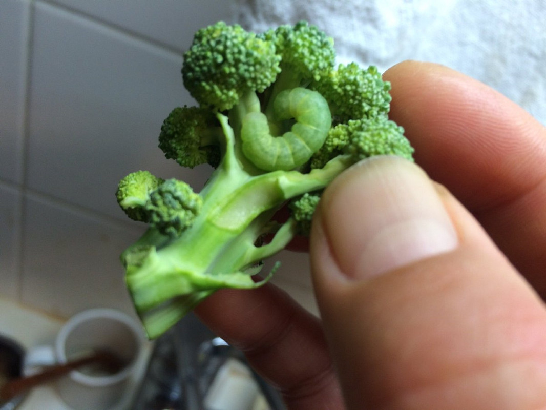 ¿Qué hacer cuando el brócoli tiene gusanos? Tiktoker revela como aniquilarlos