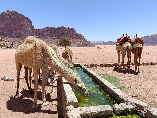 https://i.postimg.cc/4ywqZZBp/Wadi-Rum-7.jpg
