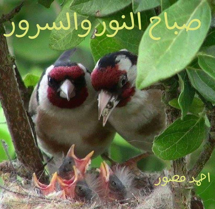 IMG-20190407-WA0012