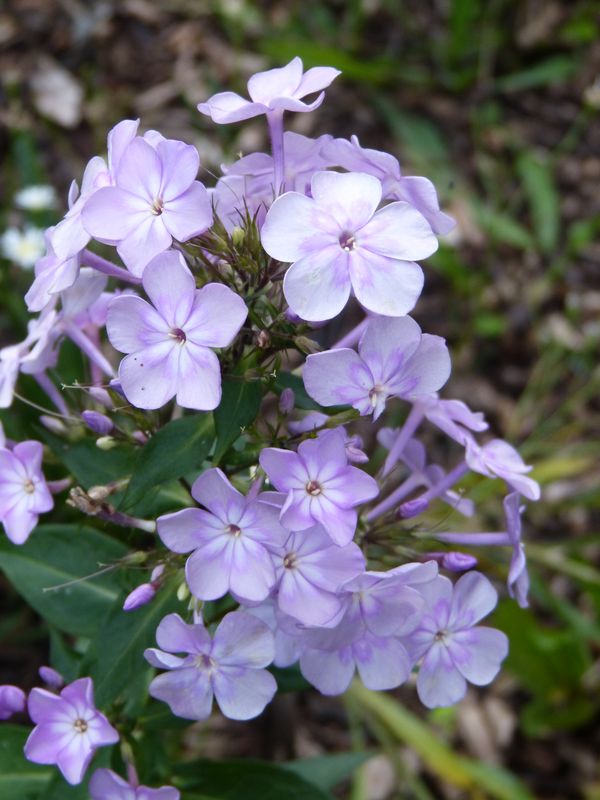 2014-10-13 Phloxsämling 1