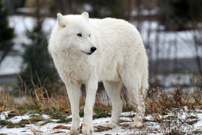 arctic-wolf-10-by-8twilightangel8-d36bey4-414w.jpg