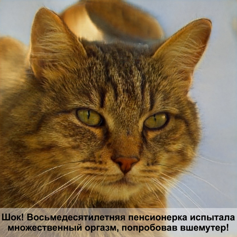 мрамор окрас кошки