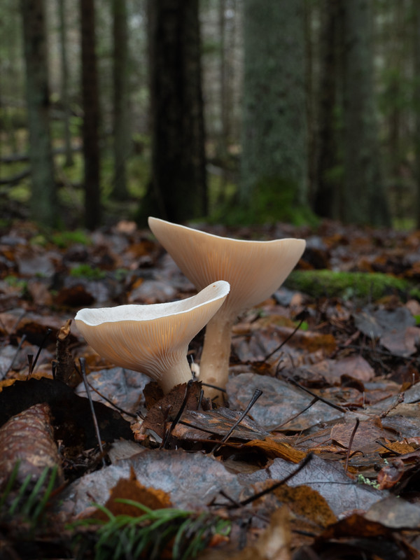 InfundibulicybeGeotropa2