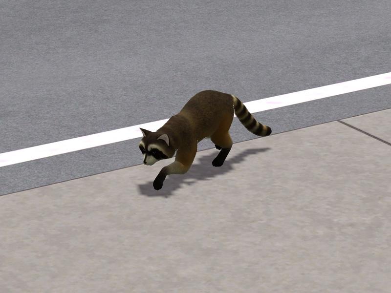 raccoon-1.jpg