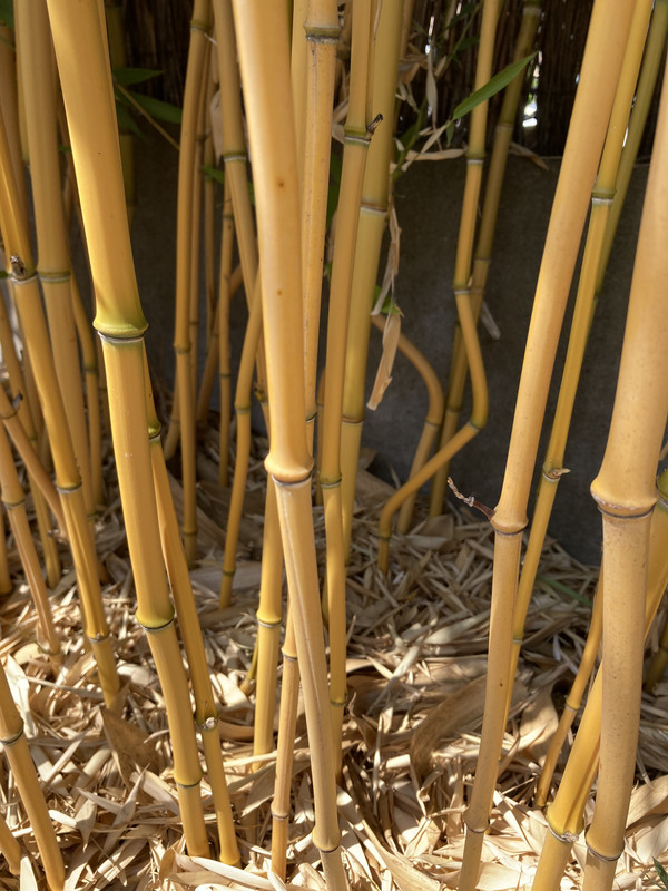 2813A22D-CAF7-42A3-A794-B5571A62D190