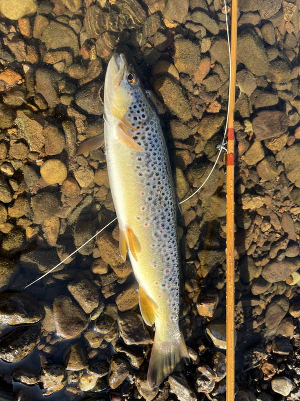 56565F3A-0A45-41D1-BC62-1D6B9FB21A2C