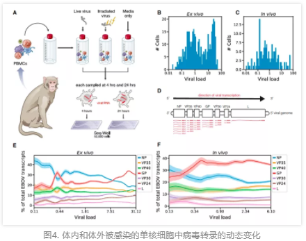 埃博拉病毒病的单细胞图谱分析揭示了病毒与宿主的动态变化-4.png