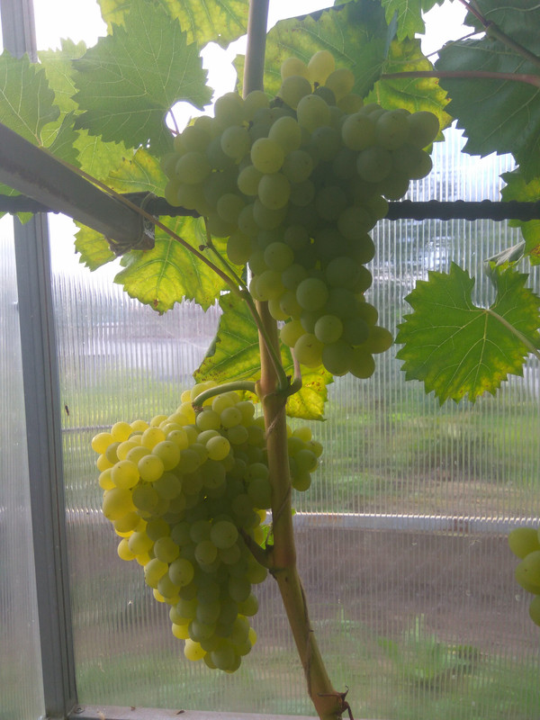 Кишмиш 342 две грозди на одном побеге фото от 22.08.2018.