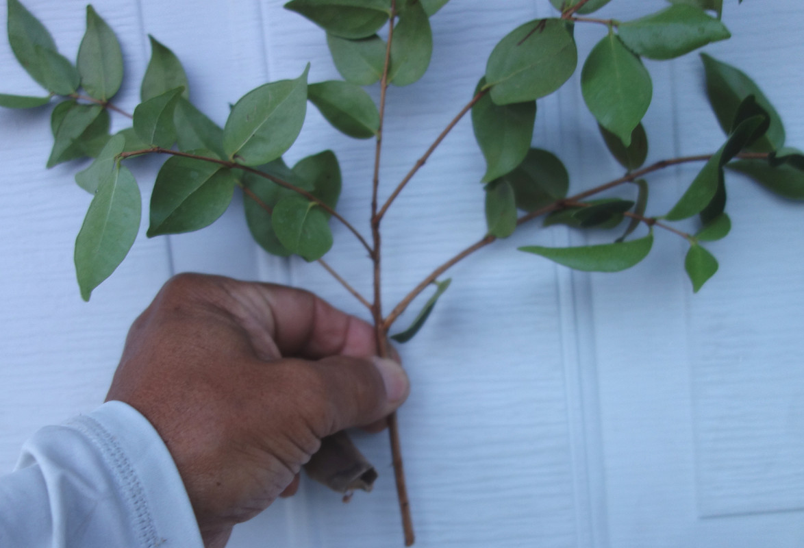 Spira-Surinam Scions (6-21-25)-pic11