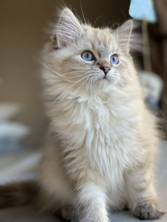 catsiberianf41f87981f37dfd65b.jpg