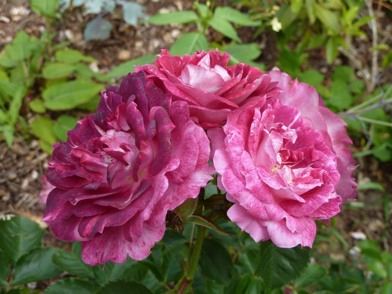 2013-07-05 Lets celebrate