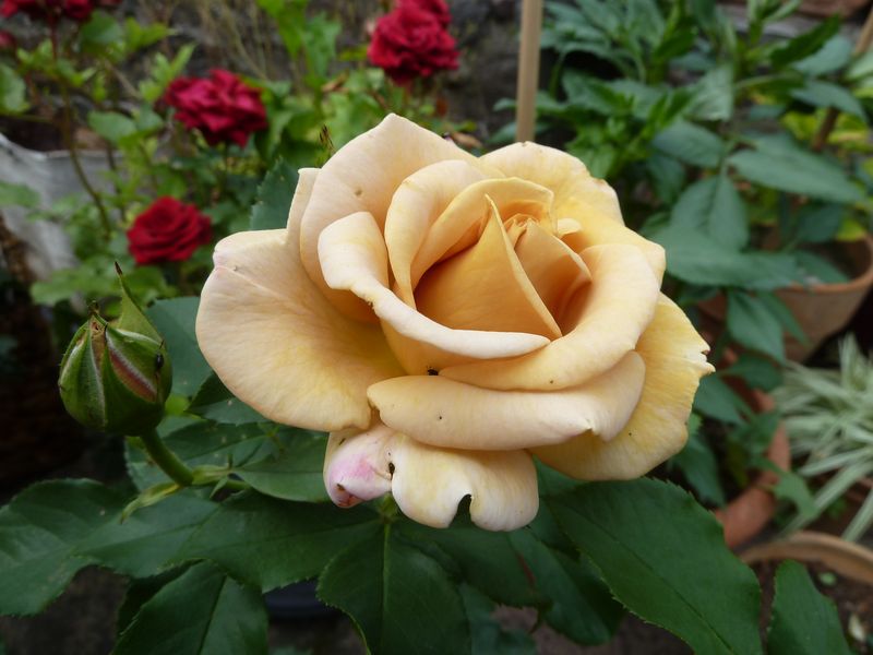 2013-07-05 Honey Dijon