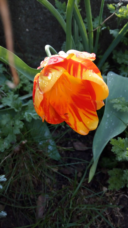 IMG_20190412_183331