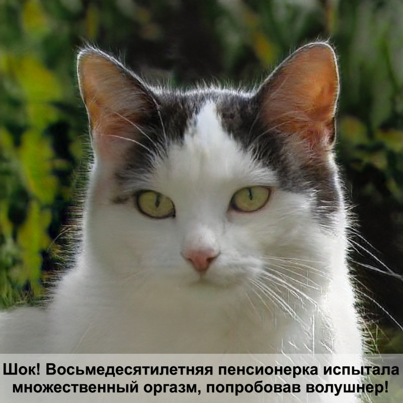 кошка худая