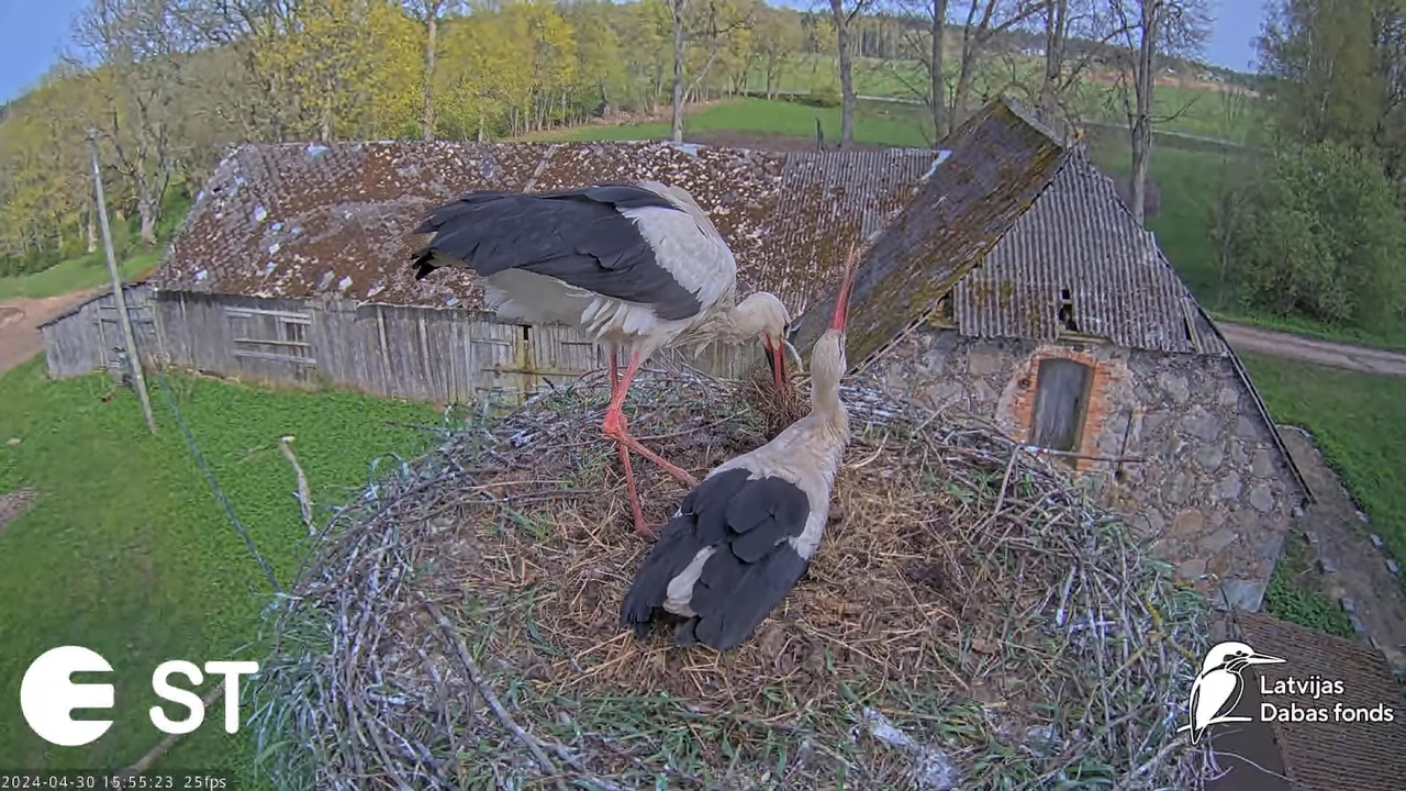 Baltie stārķi (Ciconia ciconia) Tukuma novadā - LDF tiešraide __ White storks in Tukums, Latvia 10-2