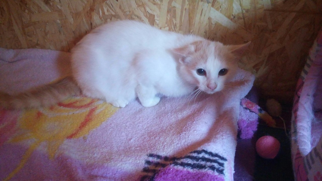 Арамис_04_18_3