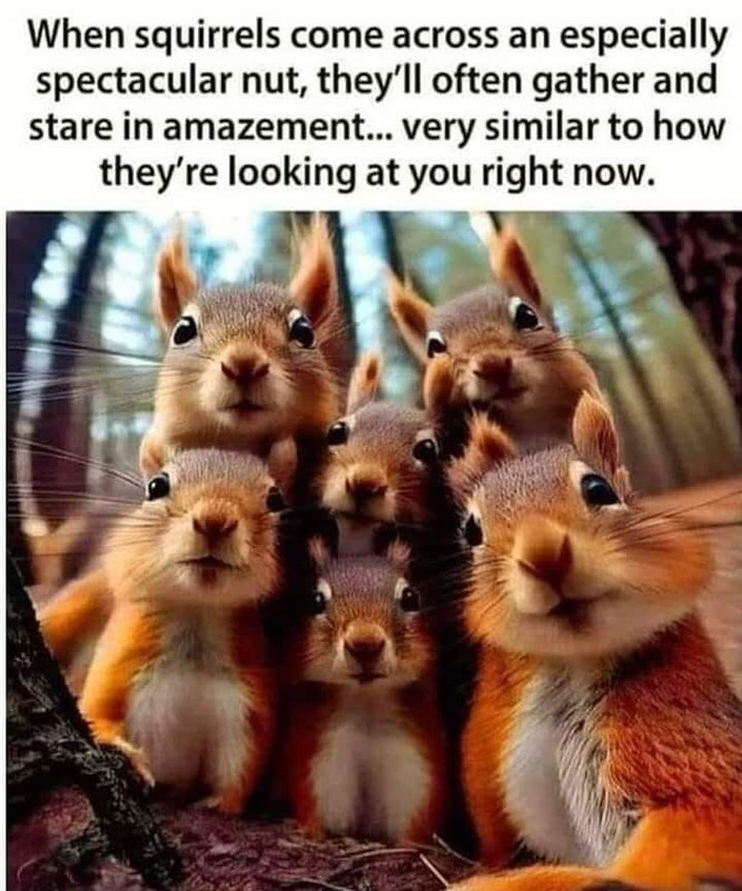 squirrels funny