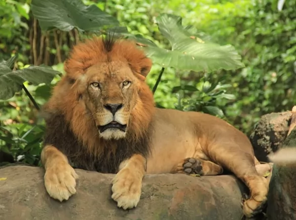 [Image: lion-facts-with-pictures-and-video-6648-...727-1.webp]