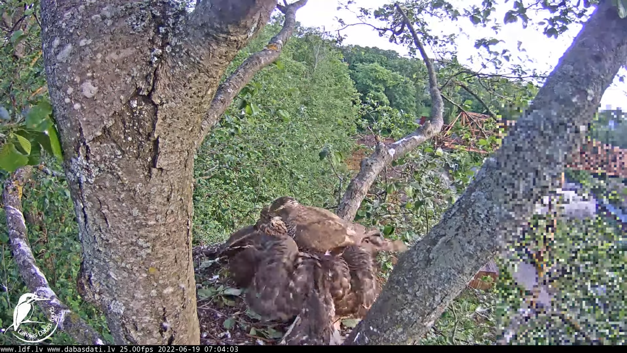 Vistu vanags (Accipiter gentilis) Rīgā - LDF tiešraide __ Goshawks, Riga, Latvia 6-39-58 screenshot
