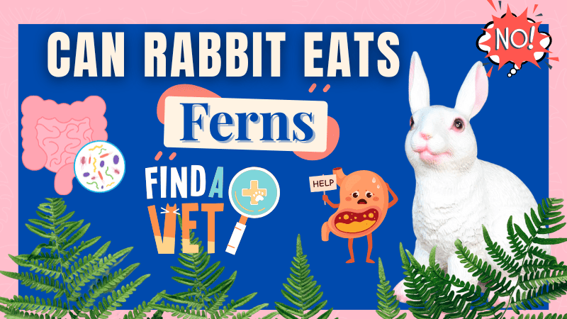 Do Rabbits Eat Ferns Do Rabbits Eat Ferns