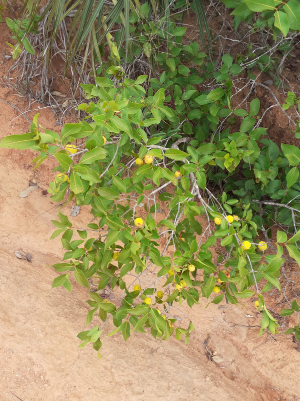 WhatsApp Image 2020-12-20 at 00.10.00 (15)