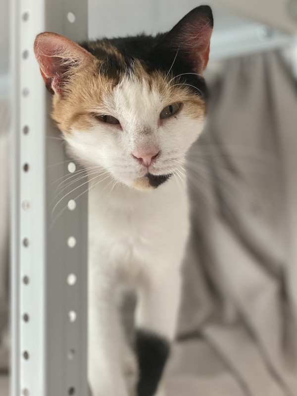 DEB9E6AA-8CFE-4996-8082-D34D1B47C359